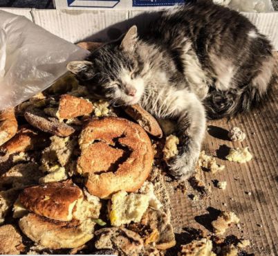 Un chat dans la médina de Casablanca. / Ph. Yagazie Emezi