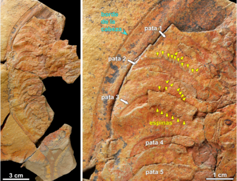 Un fossile de trilobite découvert près de Zagora. / Ph. Juan Carlos Gutiérrez-Marco