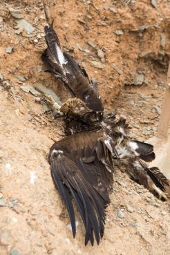 Un aigle royal électrocuté, découvert le 22 octobre.   Photo /  Moroccan Birds / Ali Irizi 