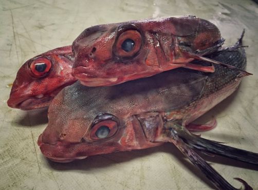 D'autres poissons trouvés en eaux marocaines. / Ph. @rfedortsov