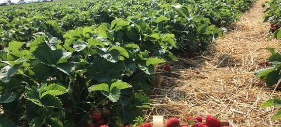 Champ de fraises à Huelva / Ph. Pixabay