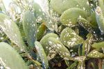 Guelmim-Oued Noun : Intensification du traitement de cactus infestés par la cochenille