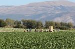 Maroc - Italie : Un «couloir vert» a permis le transfert de plus de 200 saisonniers agricoles