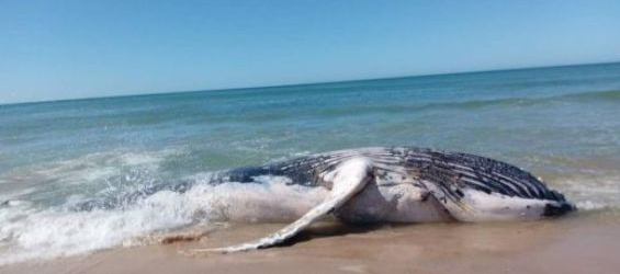 Morocco : A blue whale washes up on beach in Dakhla