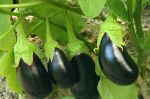 Plusieurs entraves à l'exportation des aubergines marocaines vers les Etats-Unis