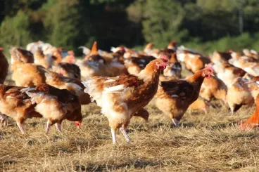 انهيار أسعار الدجاج في المغرب يفاقم أزمة قطاع الدواجن ويهدد استمرارية المربين