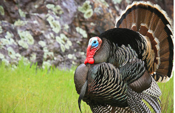 Morocco to start importing American turkey. /DR