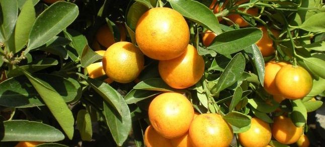 Citrus Production to drop compared to the previous year./Ph. DR