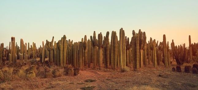 Cactus Thiemann in Marrakech. Ph./ Olivier Metzger
