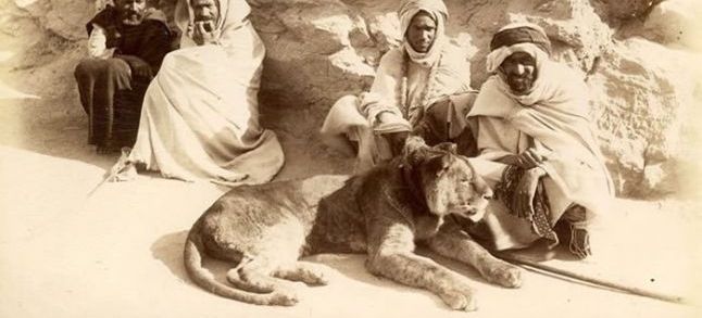 A Barbary Lion captured in North Africa./Ph. DR