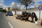 Casablanca : Le Conseil de la ville interdit les charrettes tirées par des animaux