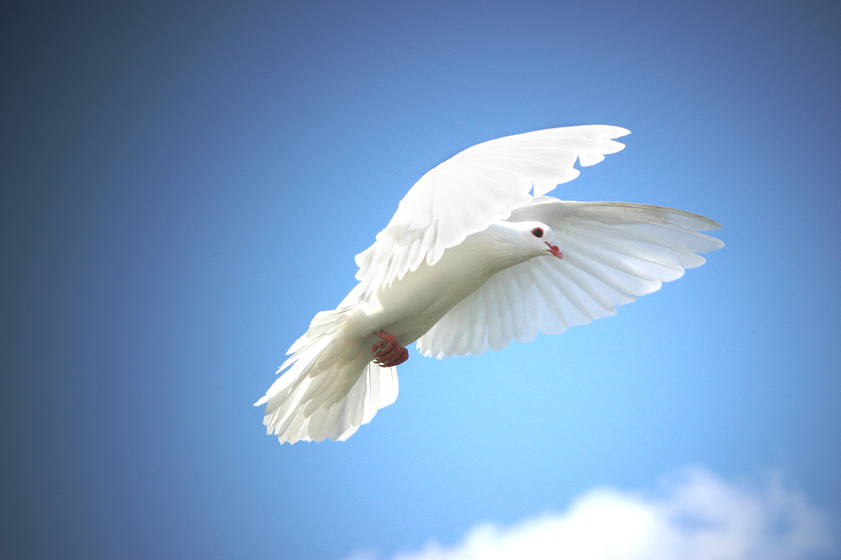 Песня белые голуби. Dove in Flight перевод.