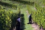 France : Trois ouvriers agricoles marocains poursuivent leur employeur pour salaire fantôme