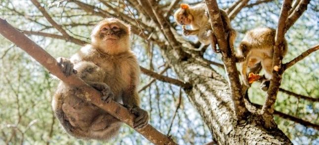 Barbary Macaque monkeys in the Atlas Mountains, Morocco./Ph. AFP. Faddel Senna