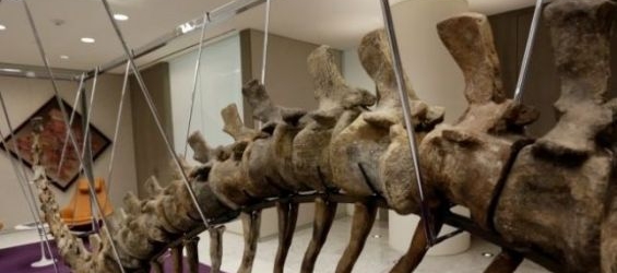 The tail of a Sauropod to raise funds in Mexico./Ph. DR
