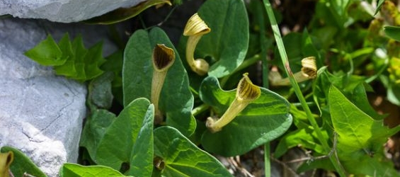 Aristolochia paucinervis. / DR