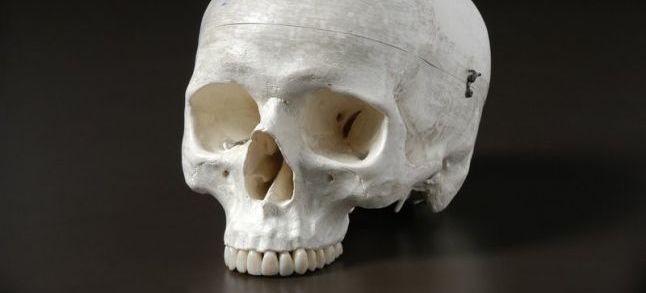 Cast of a modern human skull. / Ph. Stuart Humphreys