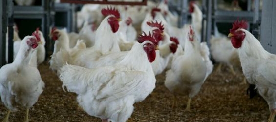 EU experts issued a report on the condition of the Poultry sector in Morocco./Ph. DR