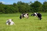 Maroc : Subvention des importations de vaches laitières à 6 000 DH par tête