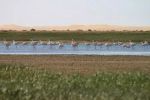 Maroc : Des nids artificiels pour aider la reproduction les flamants roses