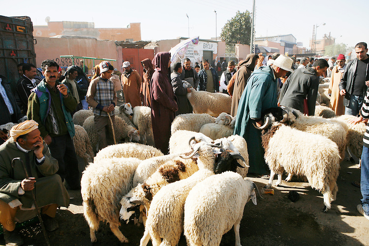 Aïd El Kébir à Melilla : Les moutons marocains seront ...