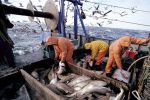 Maroc : Hausse des débarquements de la pêche de 26% à fin août 2022