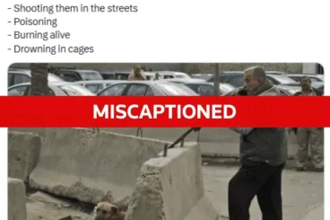 Viral photo shows dog shooting in Iraq, not Morocco ahead of 2030 World Cup