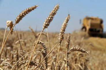 Le Maroc devient le premier importateur de blé de l’Union européenne