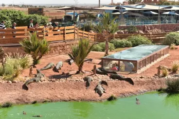 Morocco’s Agadir to host global crocodile conservation congress in May