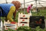 Huelva : 4 000 ouvrières marocaines attendues en janvier pour la cueillette des fraises