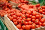 Royaume-Uni : L'approvisionnement en tomates affecté par la situation au Maroc