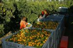 Agriculture : La Corse fera-t-elle à nouveau appel aux ouvriers marocains ?