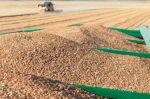 Maroc : Une suspension des droits de douane sur le blé tendre jusqu'au 31 mai 2020