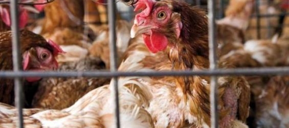 Morocco : Ukranian Chicken is coming soon to the market 