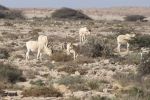 130e au monde, le Maroc face au défi de la conservation des espaces naturels