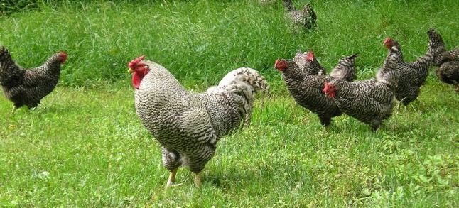 Morocco to start importin American poultry./Ph. DR