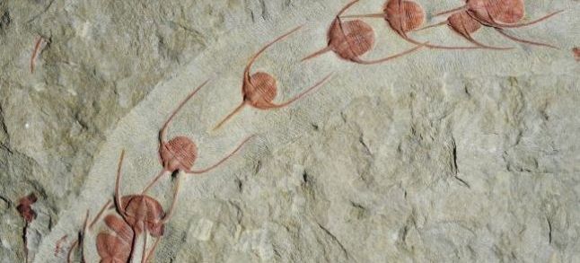 Trilobites caught in an avalanche of sediment 480 million years ago as they marched in a single-file line on the seafloor of what is now Morocco. / Ph. Jean Vannier