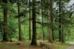 Stratégie forestière : Le Maroc compte reboiser 600 000 hectares à l'horizon 2030