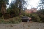 Maroc : Des vents violents déracinent les arbres à Marrakech [Photos]