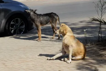Switzerland updates Morocco travel advisory, warns of stray animals and rabies risk