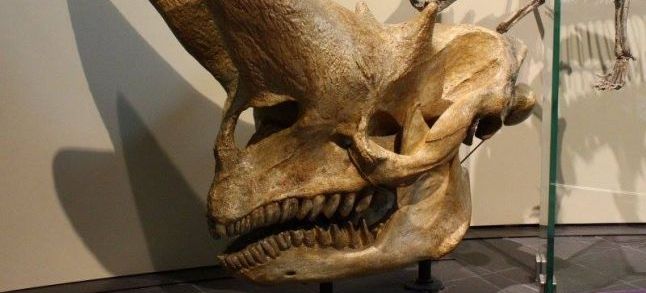 Arsinoitherium zitteli (Embrithopods) skull at the at Canadian Museum of Nature./Ph. DR