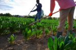 L'Italie veut réguler le travail des saisonniers agricoles, plus de 35 000 Marocains concernés