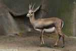 La conservation de la gazelle de Cuvier, nouvel espoir pour réintroduire des espèces disparues