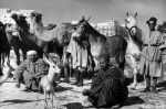 En temps de famine, les Marocains mangeaient du porc, des chats et même de la chair humaine  