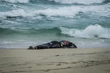 انتشال جثة شاب من شاطئ بادس بالحسيمة