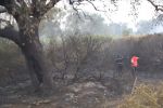 Maroc : Feu de forêt déclenché à Chefchaouen, 1 250 hectares partis en fumée à Larache