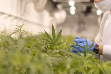 Cannabis extract relieves chronic back pain, major trial finds