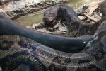 Crocoparc Agadir voit naître 26 bébés anacondas