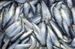 Pêche maritime : Le Maroc, premier exportateur mondial de la sardine en conserve