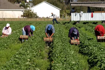 Exploited in Italian fields, Moroccan worker speaks out